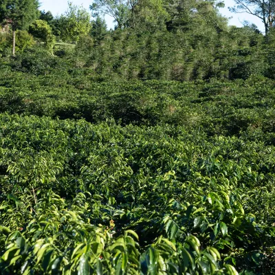 Touton Specialties_Costa Rica_Volcan Azul