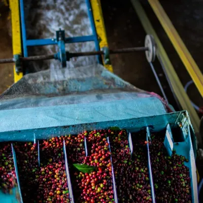 Chire Washing Station, Ethiopia, Coffee Washing Station, Touton Spcialties Coffee