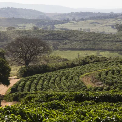 Brazil, Brazil Coffee Farm, Fazenda Sao Jose, Touton Specialties Coffee