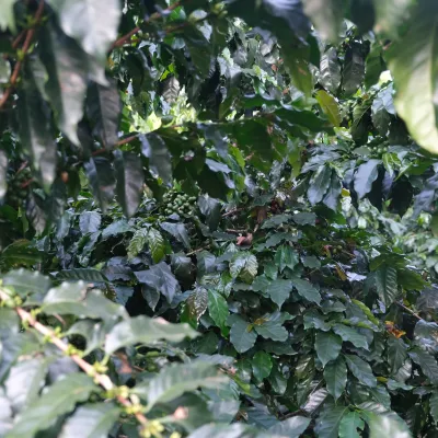 Touton Specialties Costa Rica Brunca