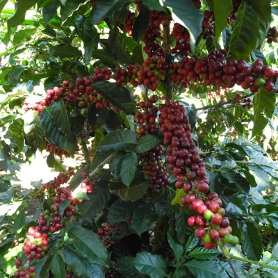Touton Specialties Guatemala Washed Coffee Huehuetenango