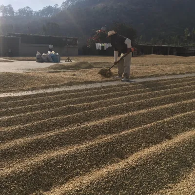 Touton Specialties Guatemala Washed Coffee Huehuetenango