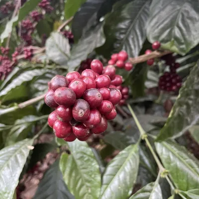 India, India Biota, Robusta Coffee, Robusta Coffee Tree, Robusta Cherry