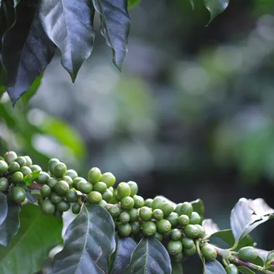 Touton Specialties Decaf Mexico