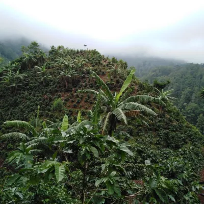 Touton Specialties Honduras Puringla Washed 