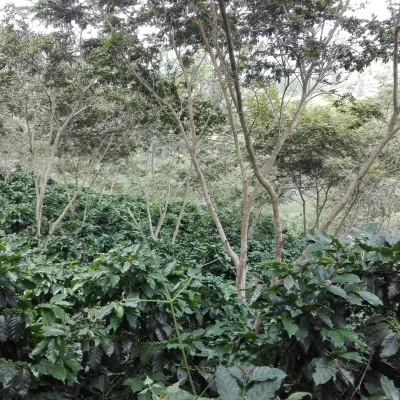 Touton Specialties Honduras APROCASOL