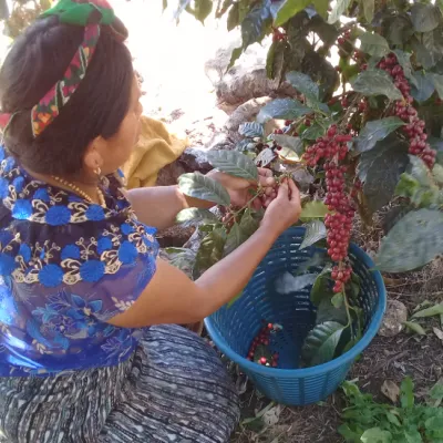 Touton Specialties Guatemala CODECH 
