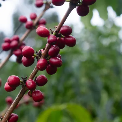 Coffee Cherry, Mexico Coffee, Touton Specialties
