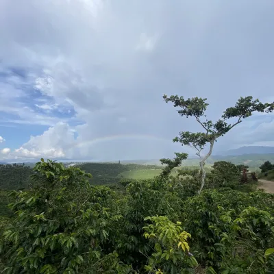 Touton Specialties Guatemala Finca San Lorenzo Coffee 