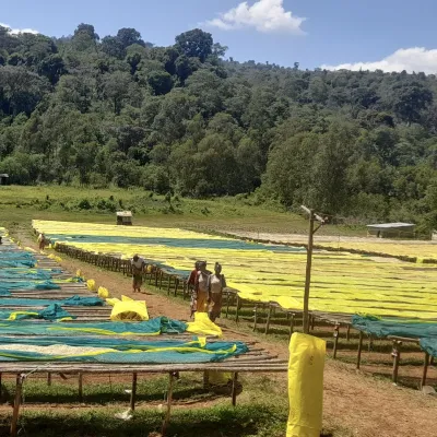 Ethiopia, Chelchele Washing Station, Ethiopia Coffee, Touton Specialty Coffee