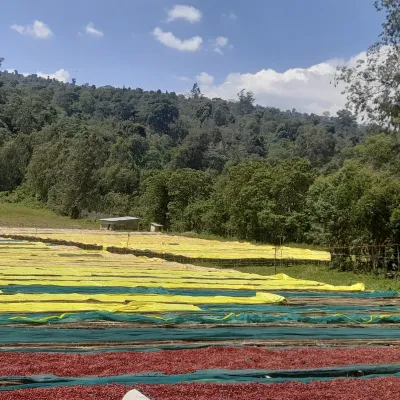 Ethiopia, Chelchele Washing Station, Ethiopia Coffee, Touton Specialty Coffee