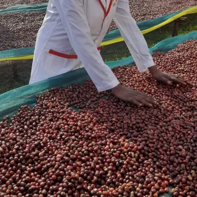 Ethiopia, Chelchele Washing Station, Ethiopia Coffee, Touton Specialty Coffee