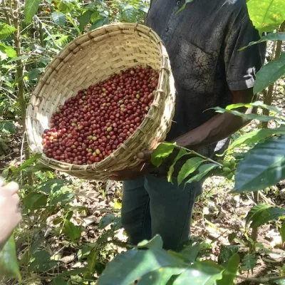 Ethiopia, Odigambo Washing Station, Ethiopia Coffee, Touton Specialty