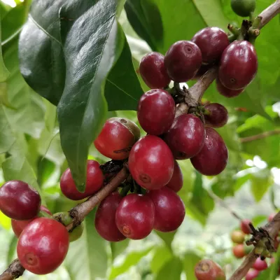 Coffecherrys, Tree, Coffe leaves