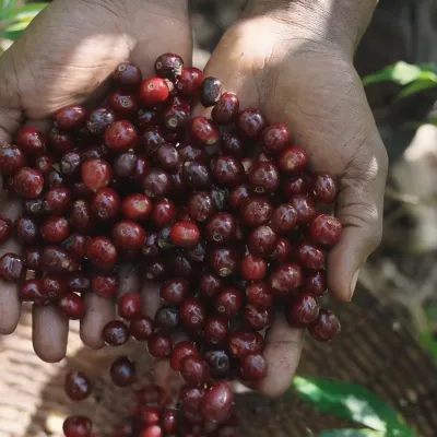 Ethiopia Hambela Wamena Buku Saysa Washing Station, Tega Tula, Specialty Coffee, Touton Specialty
