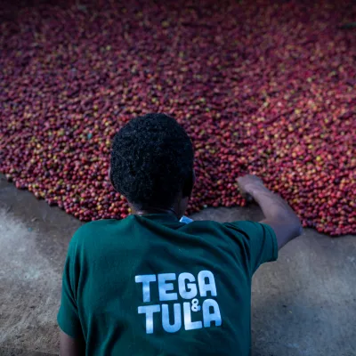 Tega Tula, Ethiopia, Coffee Ethiopia, Specialty Coffee, Touton Specialty