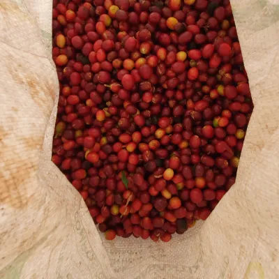 Touton Specialty Coffee Co-Fermented Colombia