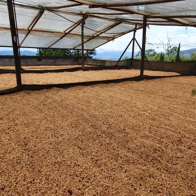 Touton Specialty Coffee Co-Fermented Colombia