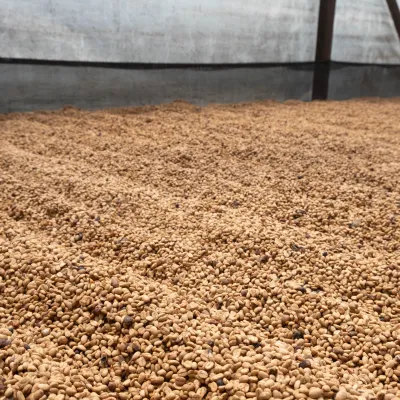 Touton Specialty Colombia