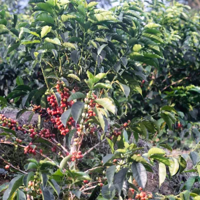 Colombia Finca Las Flores Familia Vergara