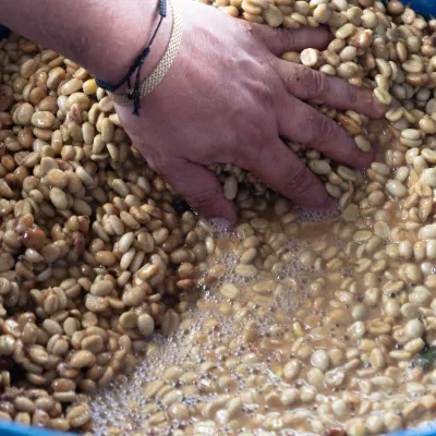 Touton Specialties Colombia Huila Coffee Elkin Guzman Co-Fermented
