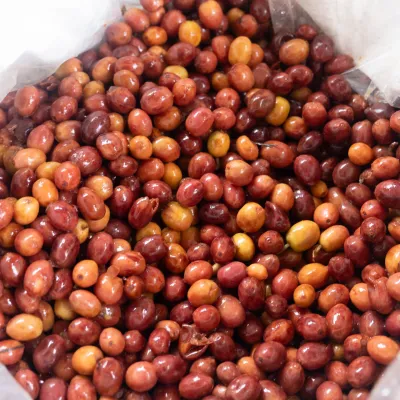 Touton Specialties Colombia Huila Coffee Elkin Guzman Co-Fermented