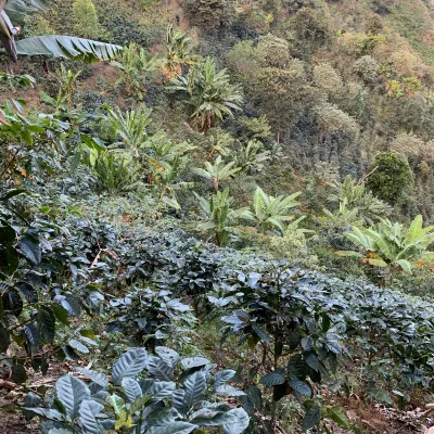 Peru, Associacion Cafe del Futuro, Coffee Project, Peru Coffee