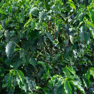 Touton Specialty Coffee Pictures Coffee