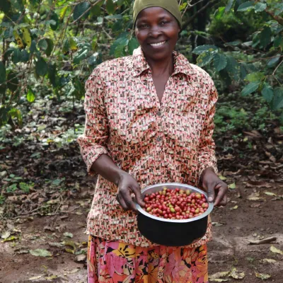 Uganda, Cherry Picking, Coffee Cherry, Uganda Coffee, Touton Specialty Coffee