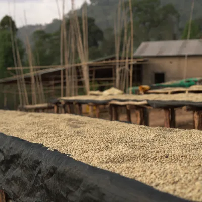 Ethiopia, Chelbesa Washing Station, Ethiopia Coffee, Touton Specialty Coffee