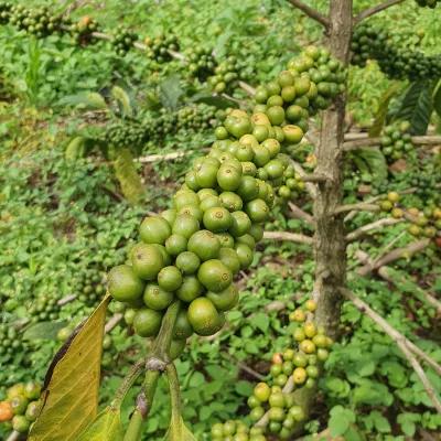 Uganda, Coffee Uganda, Uganda Rukungiri District, Coffee Cherry, Touton Specialty Coffee