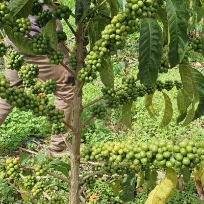 Uganda, Coffee Uganda, Uganda Rukungiri District, Coffee Cherry, Touton Specialty Coffee