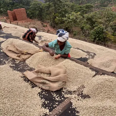 Tanzania, Coffee Picking, Coffee Washing Station, Coffee Drying, Touton Specialties Coffee