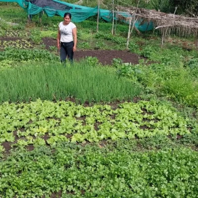 Peru, Coffee, Coffee Farmer Peru, Vegetable Home Gardens, Coffee Project, Touton Specialty Coffee