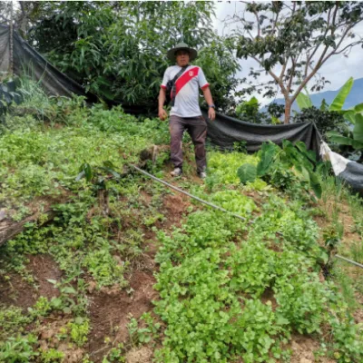 Peru, Coffee, Coffee Farmer Peru, Vegetable Home Gardens, Coffee Project, Touton Specialty Coffee