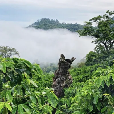 plants + fog