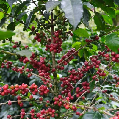 Guatemala_San Lorenzo_