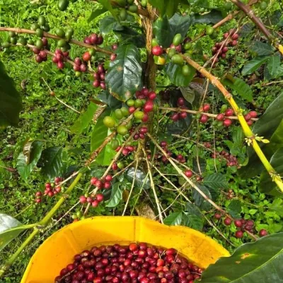 Colombia_Las_Palmas_