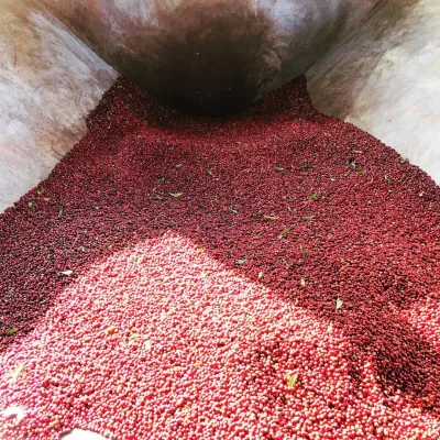 Ethiopia_Nensebo_