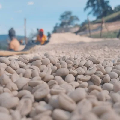Ethiopia_Nensebo_