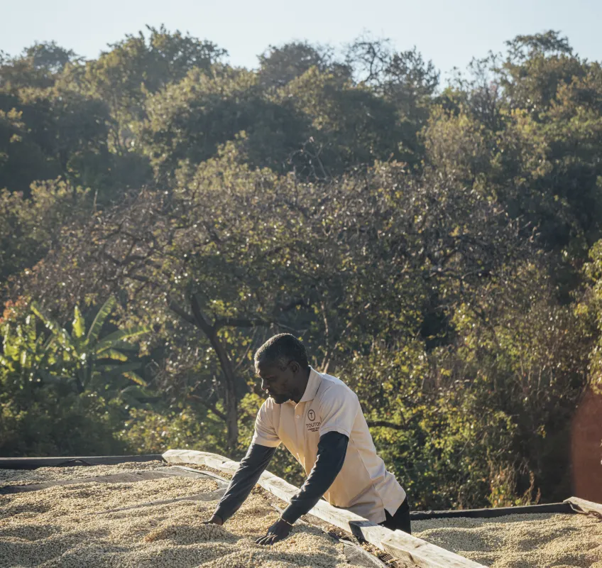 Touton Specialties Coffee_Tanzania