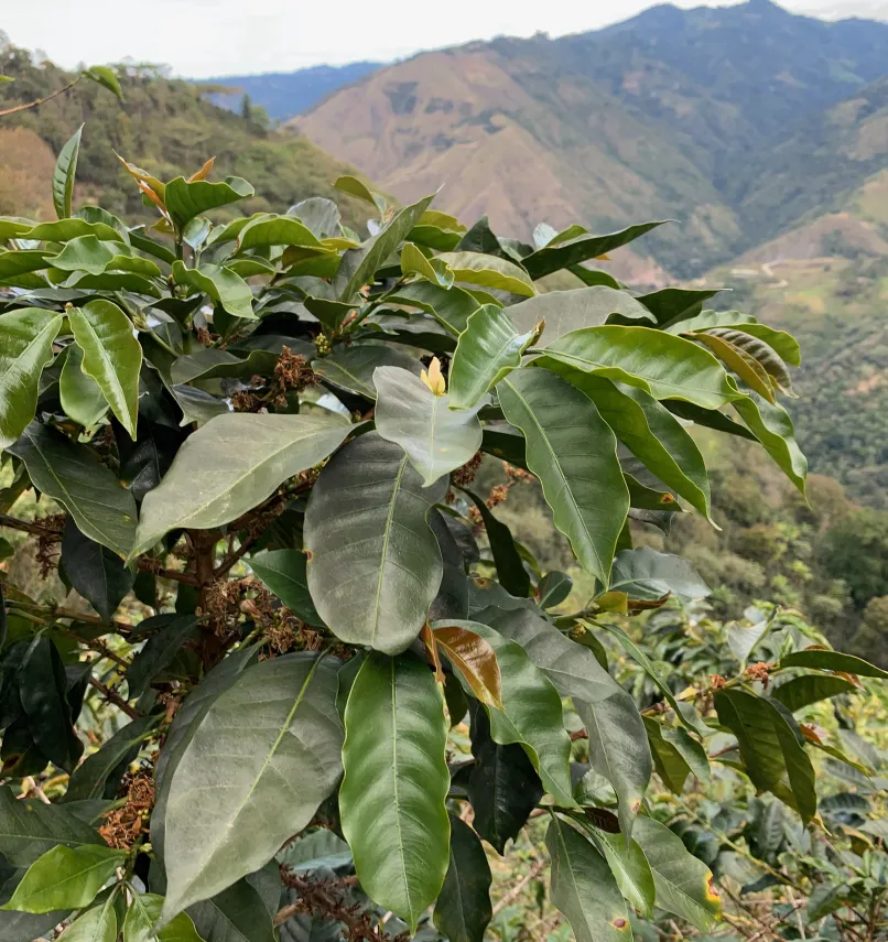 Peru Asociacíon Café del Futuro