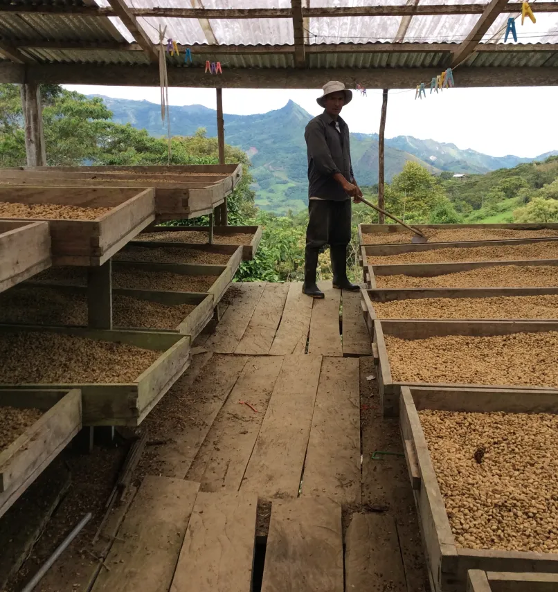 Peru Asociacíon Café del Futuro, Coffee Drying, Drying Beds, Green Coffee