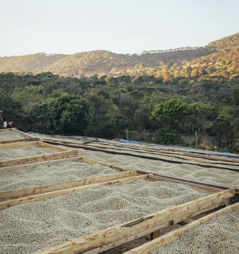 Drying Beds, Green Coffee, Tanzania Coffee, Coffee Drying Tables, 
