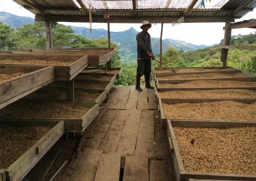 Peru Asociacíon Café del Futuro, Coffee Drying, Drying Beds, Green Coffee