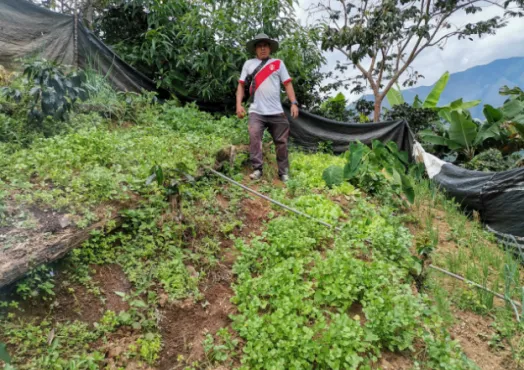 Peru, Coffee, Coffee Farmer Peru, Vegetable Home Gardens, Coffee Project, Touton Specialty Coffee